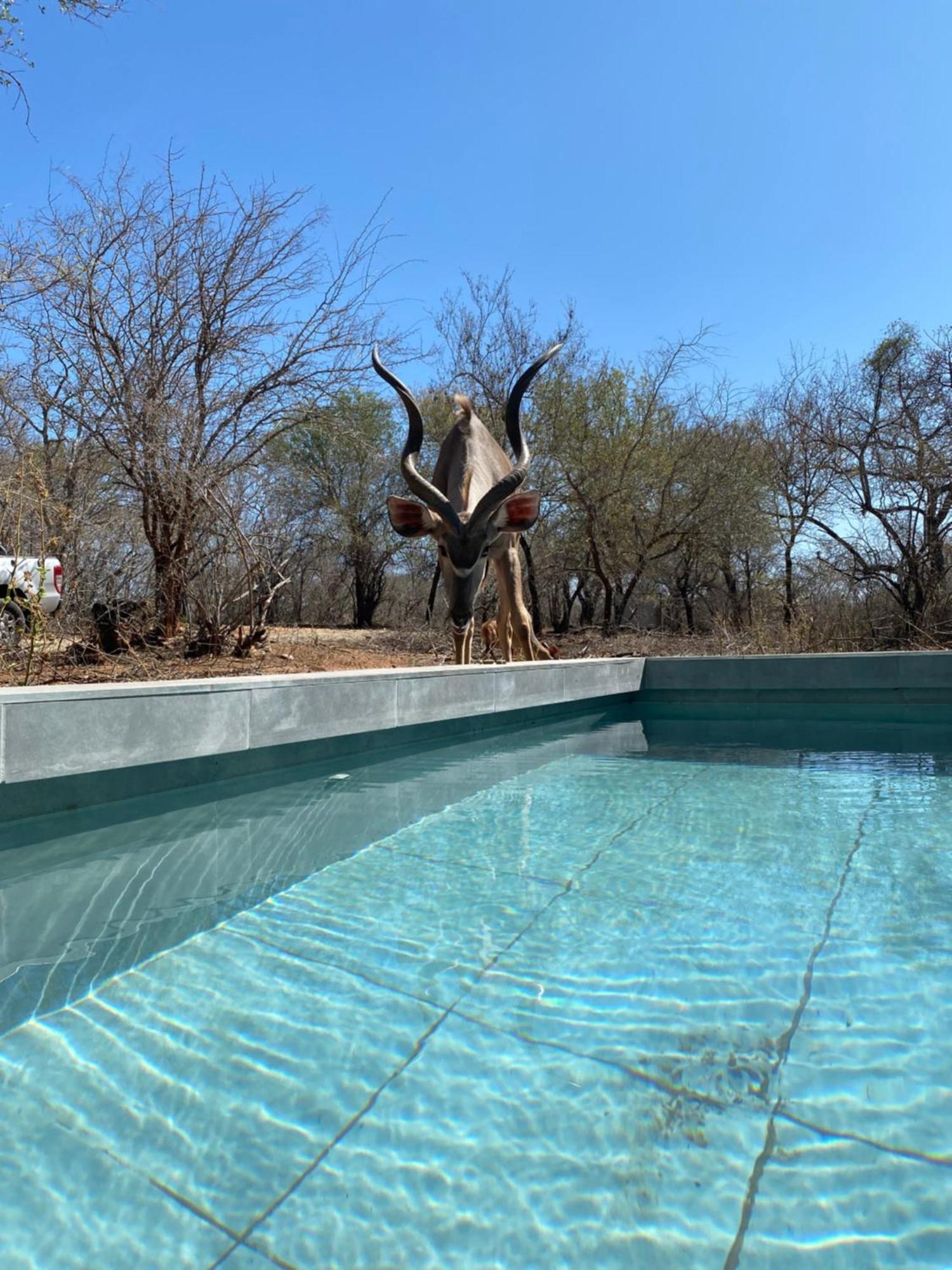 Apartment Chikunda Hayes Marloth Park